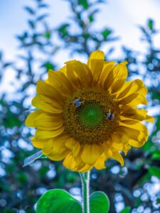 Sonnenblumen am Römersee